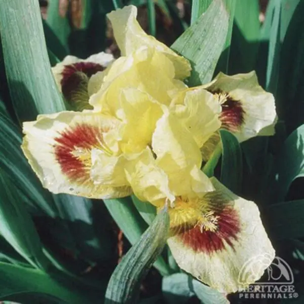 Iris - Perennials - Image 3