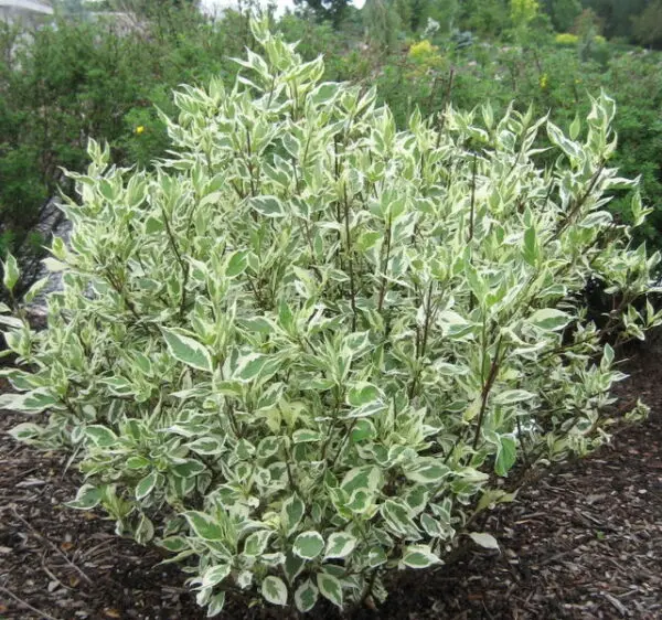 Ivory Halo Dogwood - Trees & Shrubs