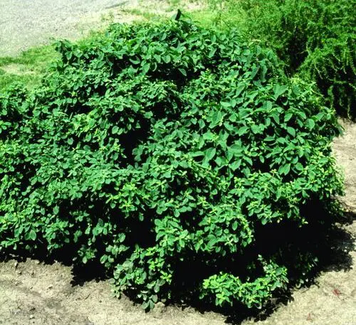 Miniglobe Honeysuckle - Trees & Shrubs