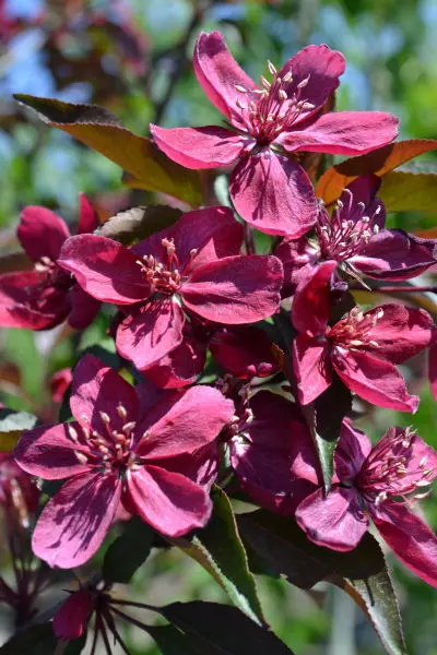 Royalty Flowering Crabapple- Trees & Shrubs