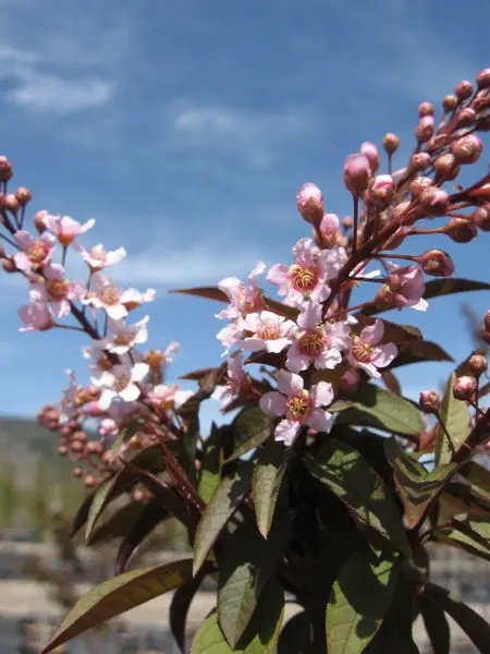 Sweetheart Mayday Tree - Trees & Shrubs