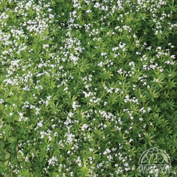 Sweet Woodruff (Galium) - Perennials