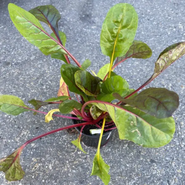 Swiss Chard - 4" Veggies - Image 2