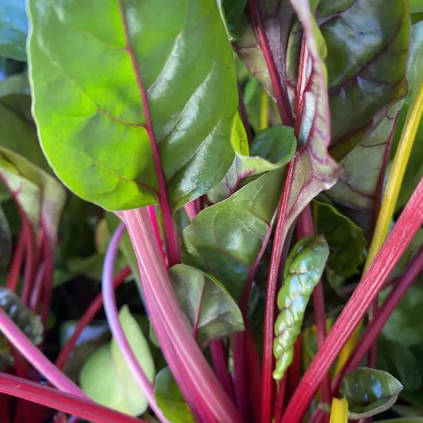 Swiss Chard - 4" Veggies