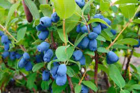 Tundra Haskap - Trees & Shrub