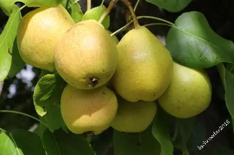 Ussurian Pear - Trees & Shrubs
