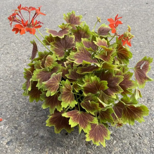 Novelty 'Vancouver Centennial' Geranium - Image 2
