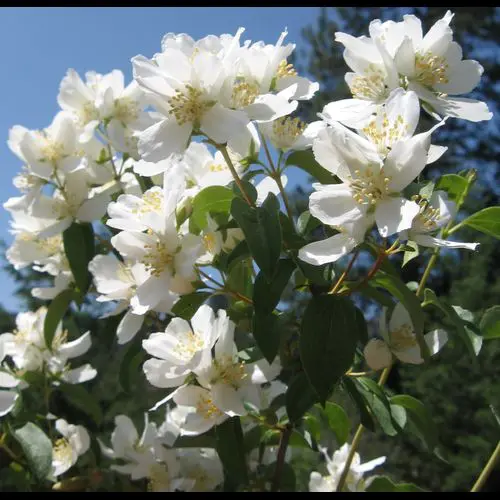 Waterton's Mock Orange - Trees & Shrubs