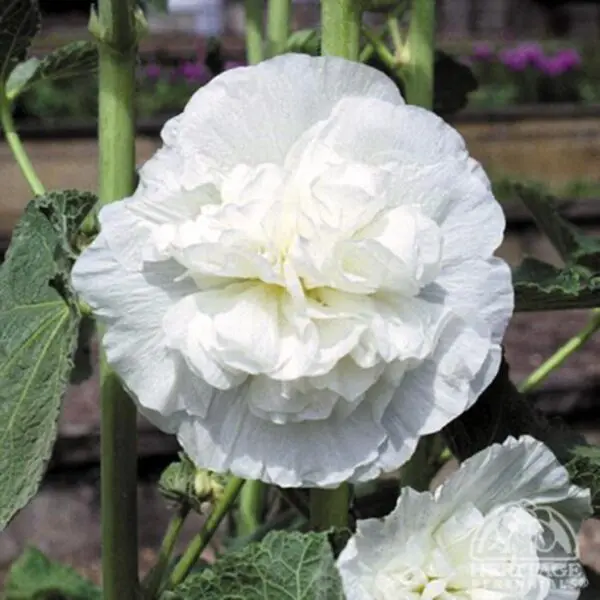 Hollyhock (Alcea) - Perennials - Image 2