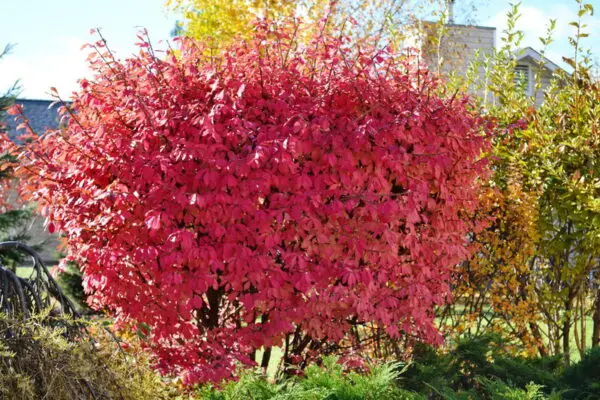 Winged Burning Bush - Trees & Shrubs
