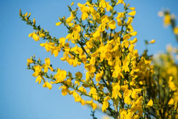 Yellow Broom - Trees & Shrubs
