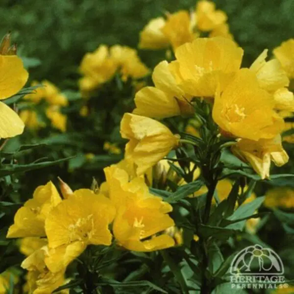 Yellow Sundrop (Oenorthera) - Perennials