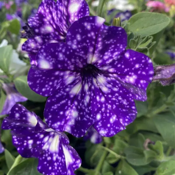 'Starry Night' Wave Petunias