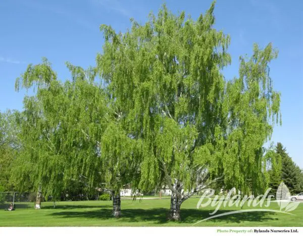 Cutleaf Weeping Birch - Trees & Shrubs