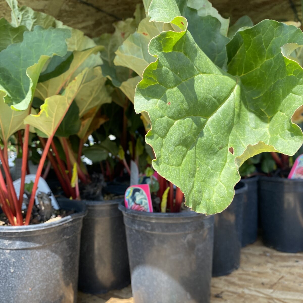 Rhubarb Plant – Perennials › Anything Grows
