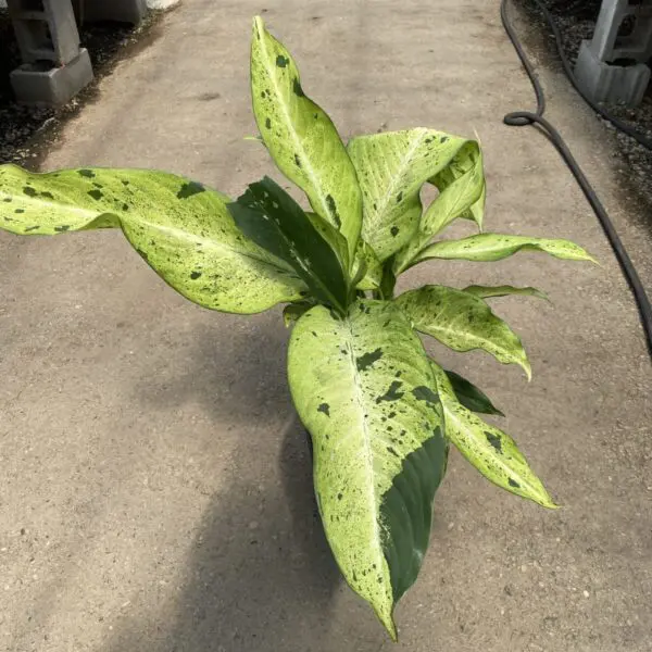 Dieffenbachia 'Camouflage' -  Tropicals/Houseplants