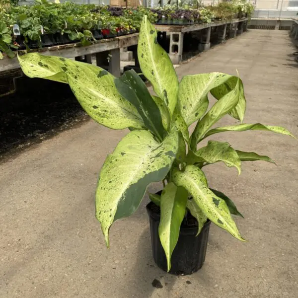 Dieffenbachia 'Camouflage' -  Tropicals/Houseplants - Image 2