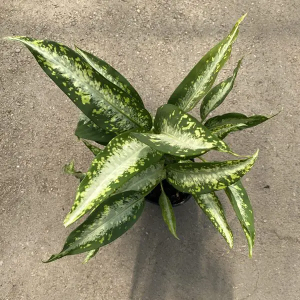 Dieffenbachia 'Panther' -  Tropicals/Houseplants