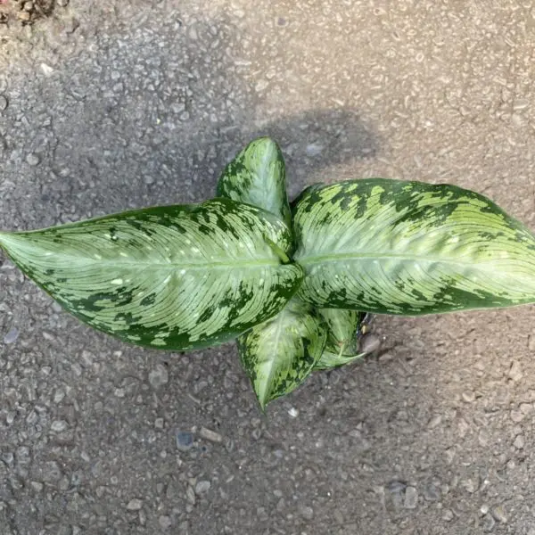 Dieffenbachia Maculata 'Tropical Tiki' - Image 2