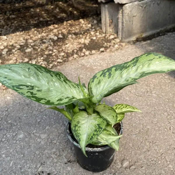 Dieffenbachia Maculata 'Tropical Tiki'