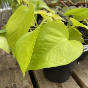 Neon Pothos (Epipremnum aureum ‘Neon’) – Tropicals/Houseplants