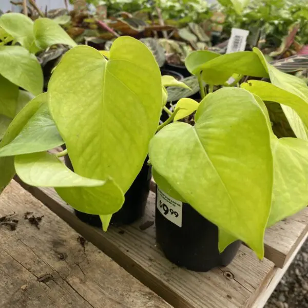 Neon Pothos (Epipremnum aureum 'Neon') - Tropicals/Houseplants - Image 4