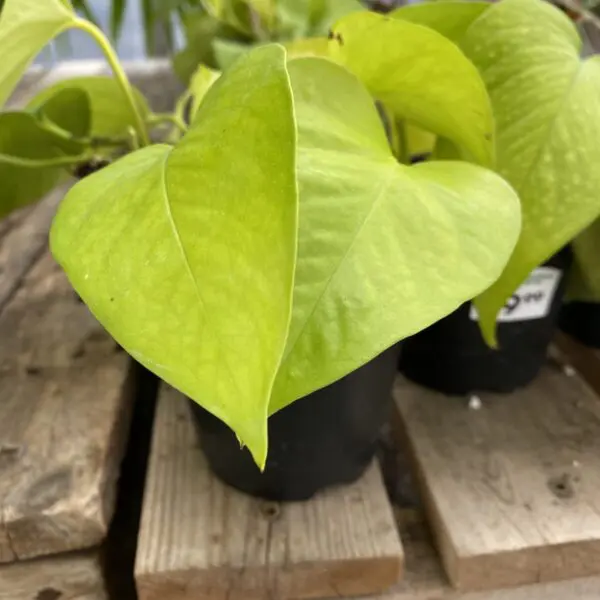 Neon Pothos (Epipremnum aureum 'Neon') - Tropicals/Houseplants - Image 3