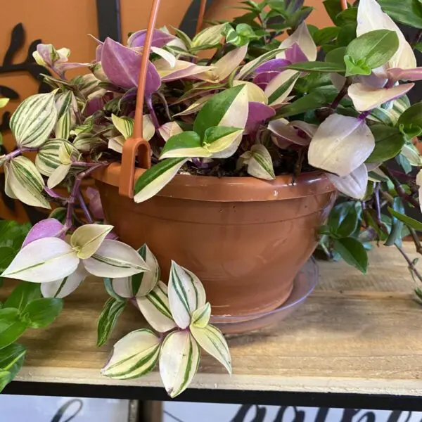 Tradescantia Pink Variegated 'Tricolor' (Tradescantia Zebrina) - Tropicals & Houseplants - Image 2
