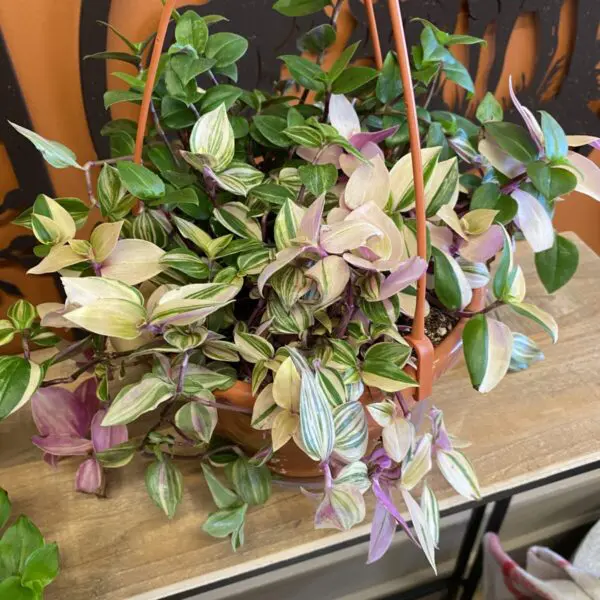 Tradescantia Pink Variegated 'Tricolor' (Tradescantia Zebrina) - Tropicals & Houseplants - Image 3