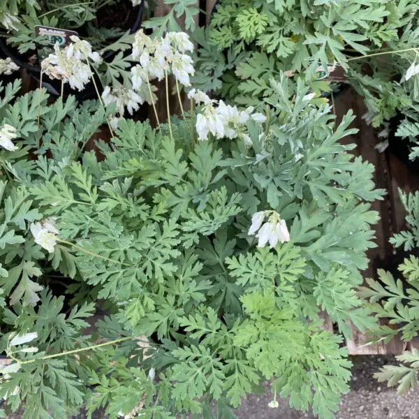 Old-Fashioned White Bleeding Hearts - Perennials (Shade) - Image 2