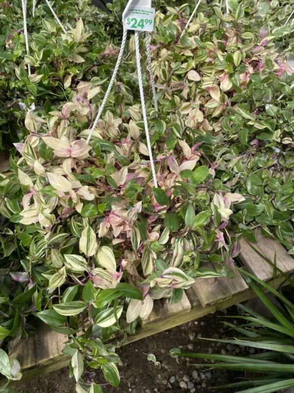 Tradescantia Pink Variegated 'Tricolor' (Tradescantia Zebrina) - Tropicals & Houseplants