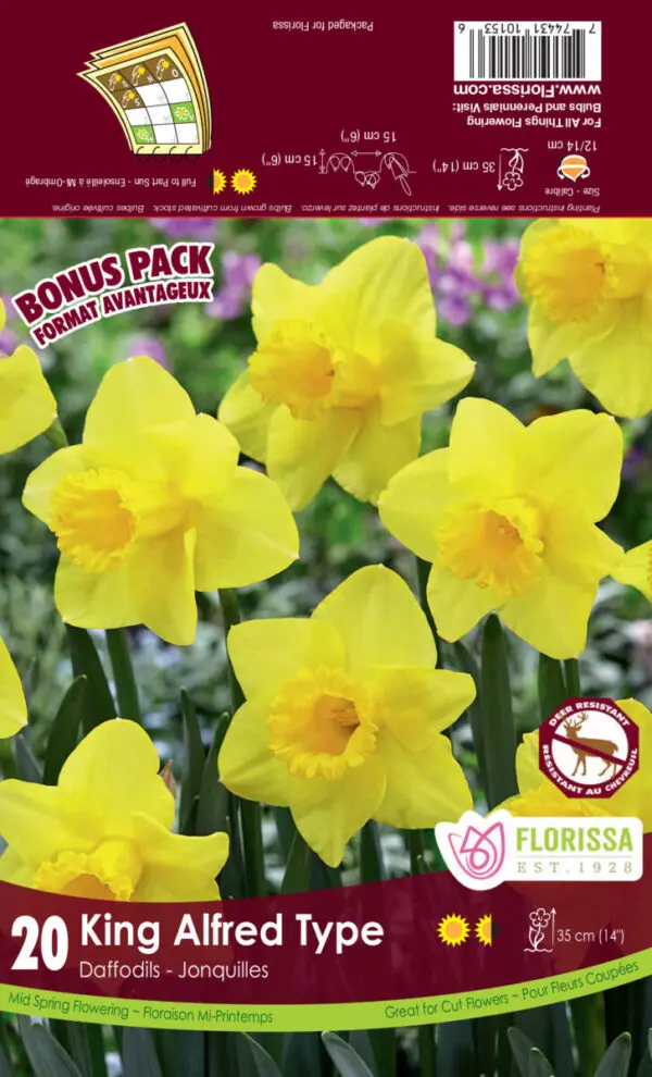 Narcissi 'King Alfred Type' (Daffodils)