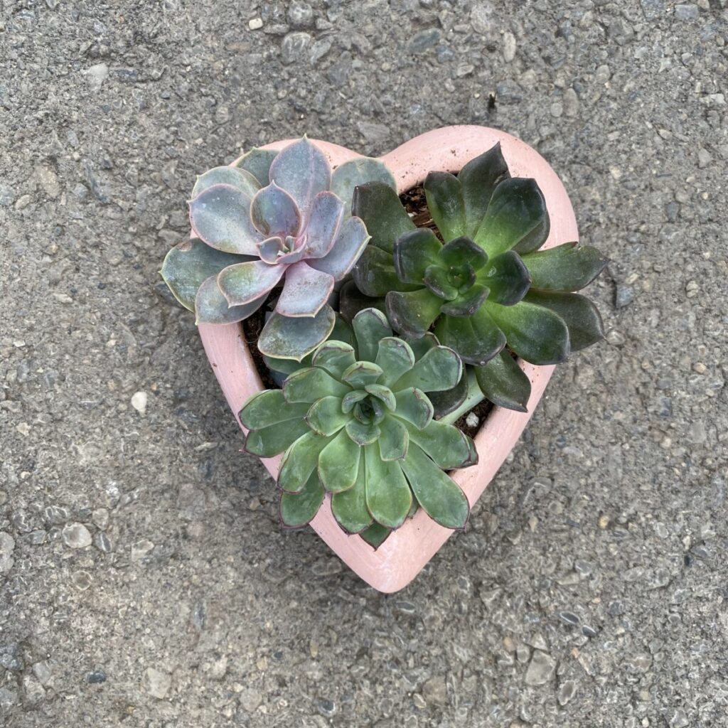 Heart Shaped Succulent Planter Ceramic Cochrane Garden Center