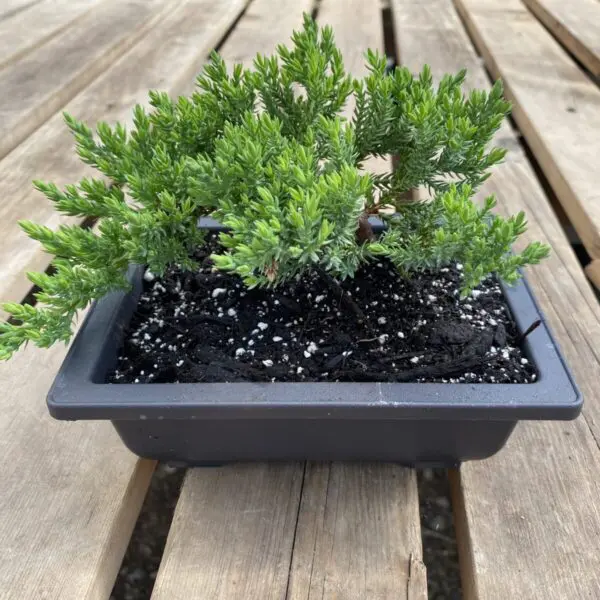 Juniper Bonsai Tree  - Tropicals & Houseplants - Image 2