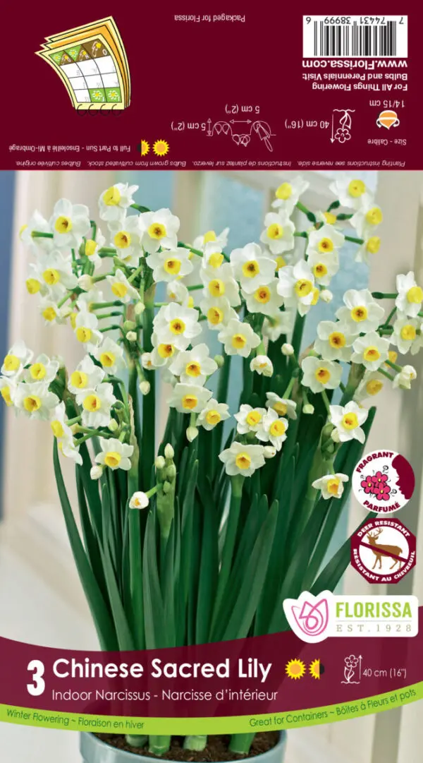 Chinese Sacred Lily (Indoor Narcissus)