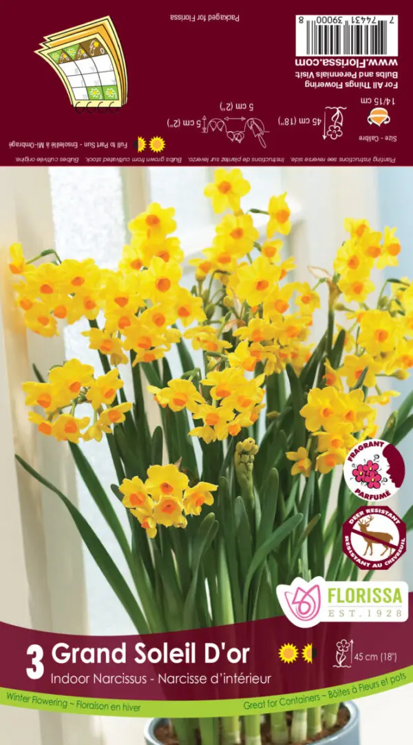 Grand Soleil D'or (Indoor Narcissus)