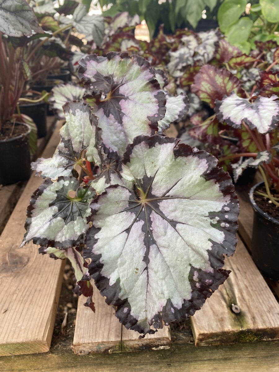 Begonia Rex 'Jurassic Silver' – Tropicals/Houseplants › Anything Grows
