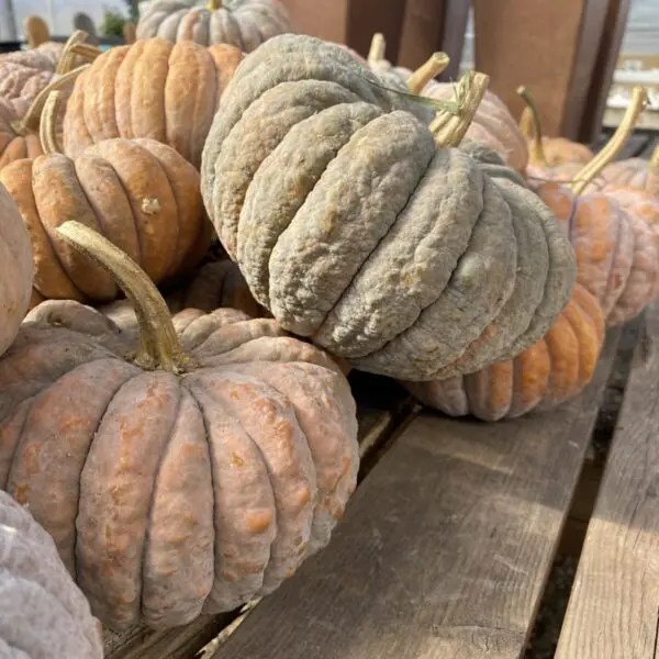 Black Futsu Mini Pumpkins - Fall Seasonal