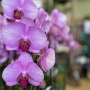 Large Orchid – Tropicals & Houseplants