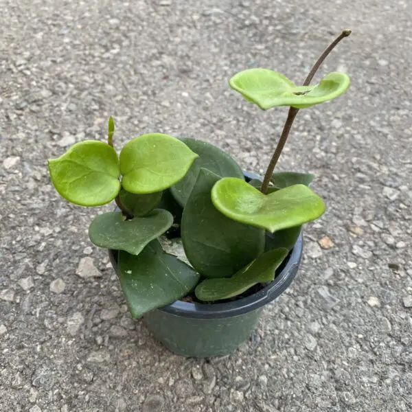 Hoya Chelsea (Hoya carnosa 'Chelsea') - Tropicals & Houseplants