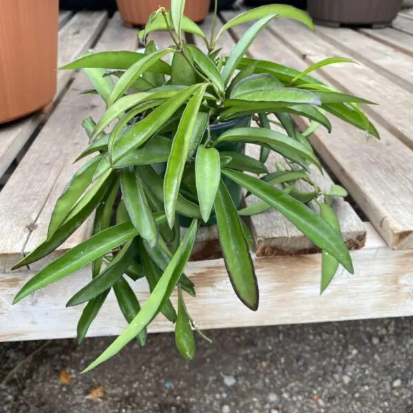 Hoya Wayetii