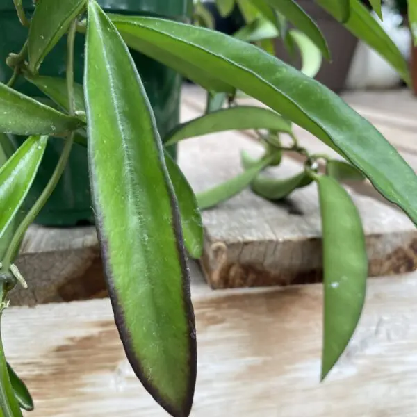 Hoya Wayetii - Image 3