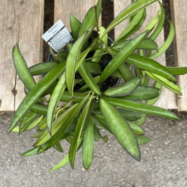 Hoya Wayetii - Image 2