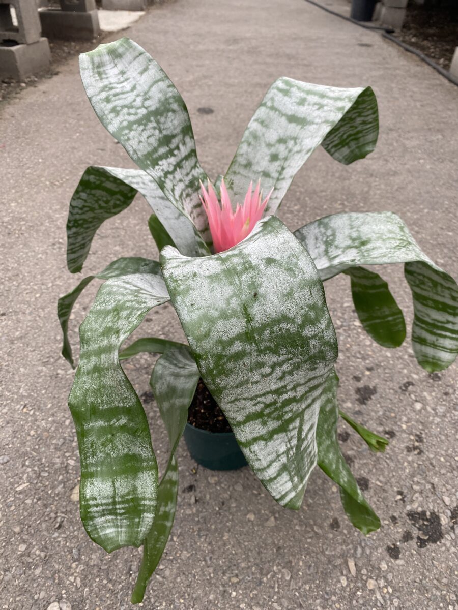 Silver Vase Bromeliad (Aechmea fasciata) – Tropicals & Houseplants ›  Anything Grows