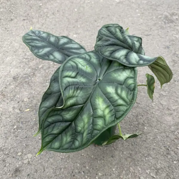 Alocasia 'Dragon Scale' (Alocasia baginda) - Tropicals & Houseplants - Image 2