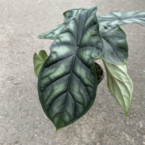 Alocasia 'Dragon Scale' (Alocasia baginda) - Tropicals & Houseplants