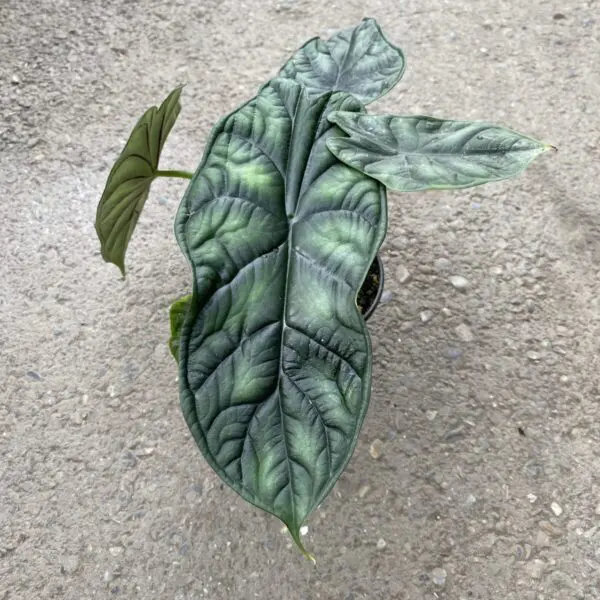 Alocasia 'Dragon Scale' (Alocasia baginda) - Tropicals & Houseplants - Image 3