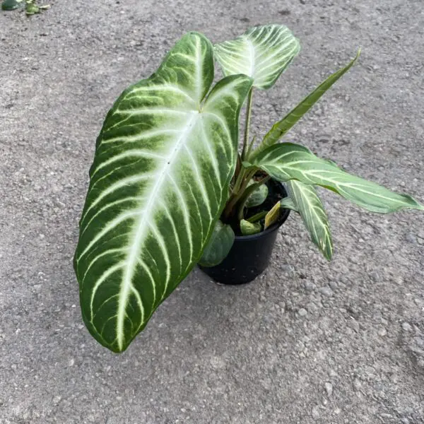 Caladium Magnificum (Xanthosoma lindenii 'Magnificum') - Tropicals/Houseplants - Image 4