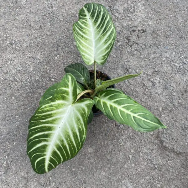 Caladium Magnificum (Xanthosoma lindenii 'Magnificum') - Tropicals/Houseplants - Image 3