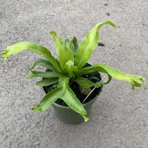 Japanese Crested Birds Nest Fern (Asplenium antiquum) - Image 2